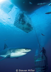 Guadalupe Great white layered in to a cage shot from the ... by Steven Miller 